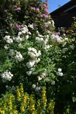 DSC_1745.webp