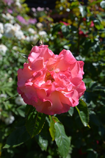 DSC_1746.webp