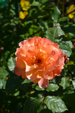 DSC_1758.webp
