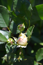 DSC_1765.webp