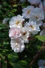 DSC_1748.webp