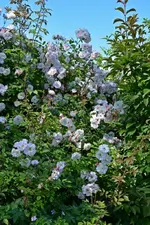 DSC_1747.webp