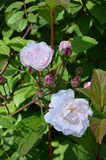 DSC_1749.webp