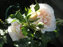 IMG_2933.webp