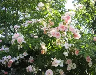 IMG_2964.webp