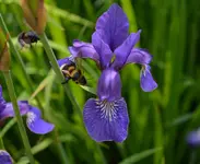 Iris mit Hummeln1.webp