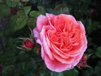 IMG_2921.jpg