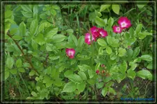 comp_DSC01558.webp