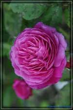 comp_DSC01562.webp