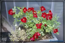 comp_DSC01563.webp