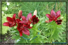 comp_DSC01557.webp