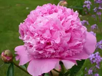 k-DSCI2596.webp
