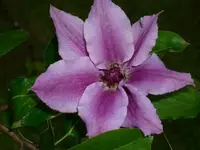 k-DSCI2597.webp