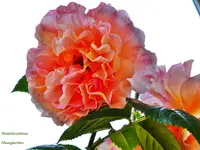 Augusta Luise.webp