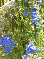 blaue Unbekannte.webp