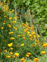 California Mohn.webp