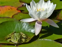 Frosch und Seerose.webp