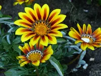 Mittagsblume.webp
