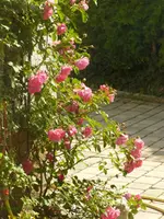 Rosarium Uetersen.webp