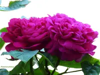 Rose de Resht.webp