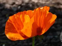 roter Mohn.webp