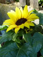 Sonnenblume.webp