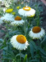 Strohblume.webp