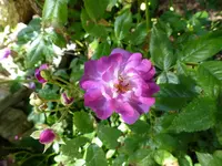 Veilchenblau.webp