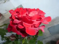 P1100320.webp