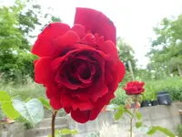P1100180.webp