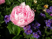 DSCN8470.webp