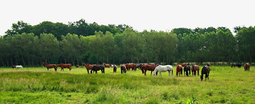 morgens_Pferde_Ruhe_grün_1000.webp
