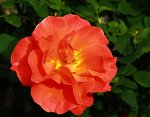 Orange Dawn_Rose_orange_800.JPG