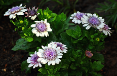 Bornholmmargerite_weiss_bleu_purple_grün_640.webp