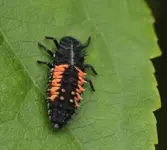 Larve Marienkaefer.webp