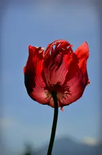 DSC_0014.webp