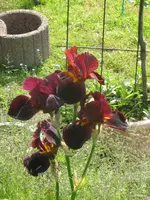 006_576x768.webp