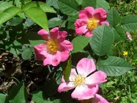 SAM_4364.webp