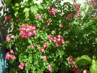 SAM_4393.webp