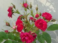 SAM_4382.webp