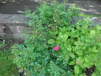 SAM_4389.webp