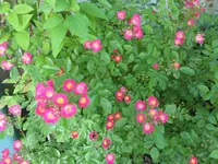 SAM_4390.webp