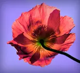 color2.webp