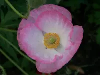 06.08 (2).webp