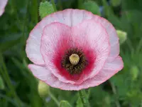 009.webp
