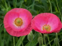 012.webp
