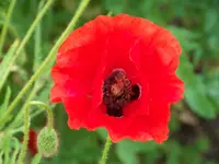 015.webp