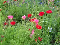 016.webp
