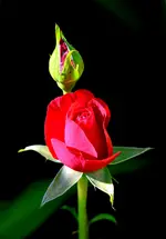 DSC_0013.webp