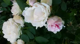 20140607_095936.webp